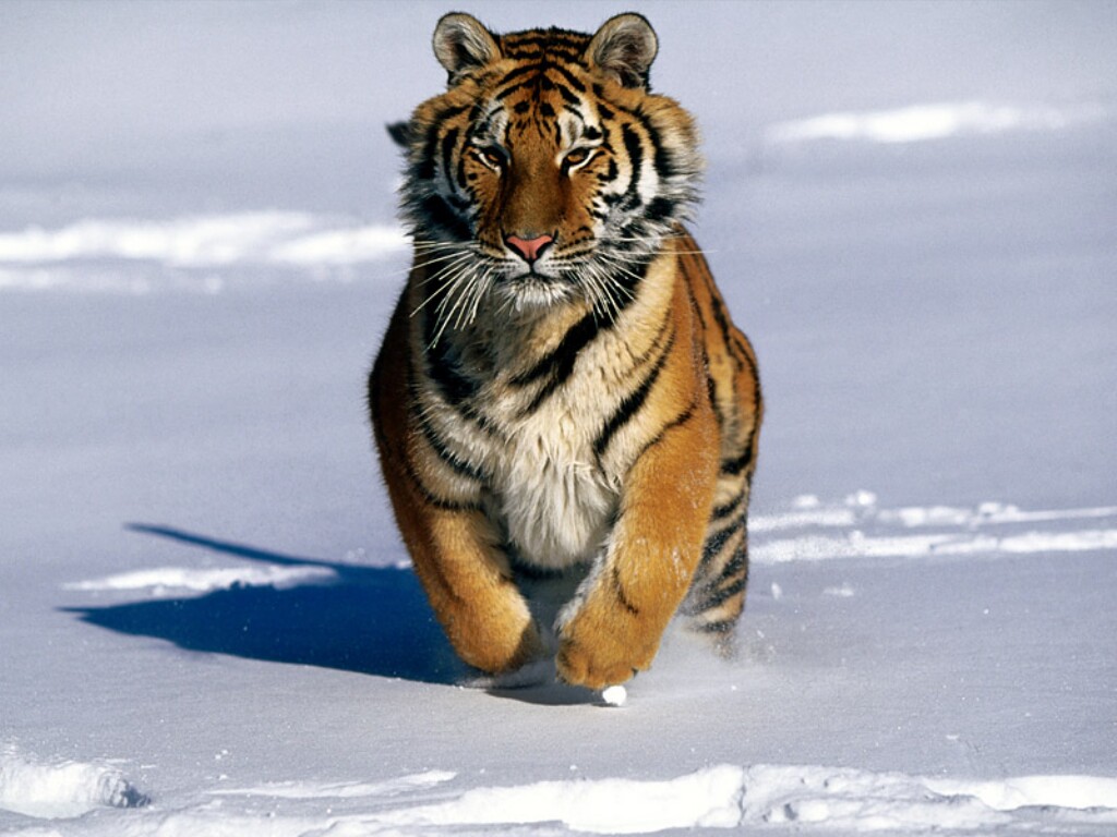 Tiger03