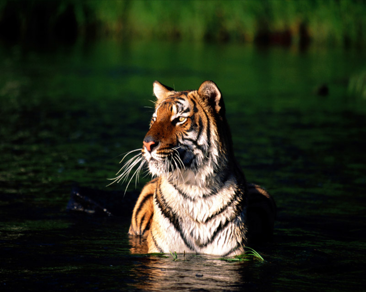 Tiger26