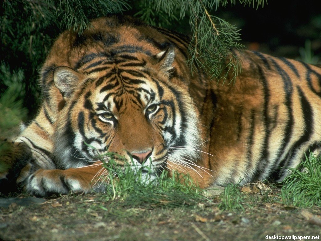 Tiger32
