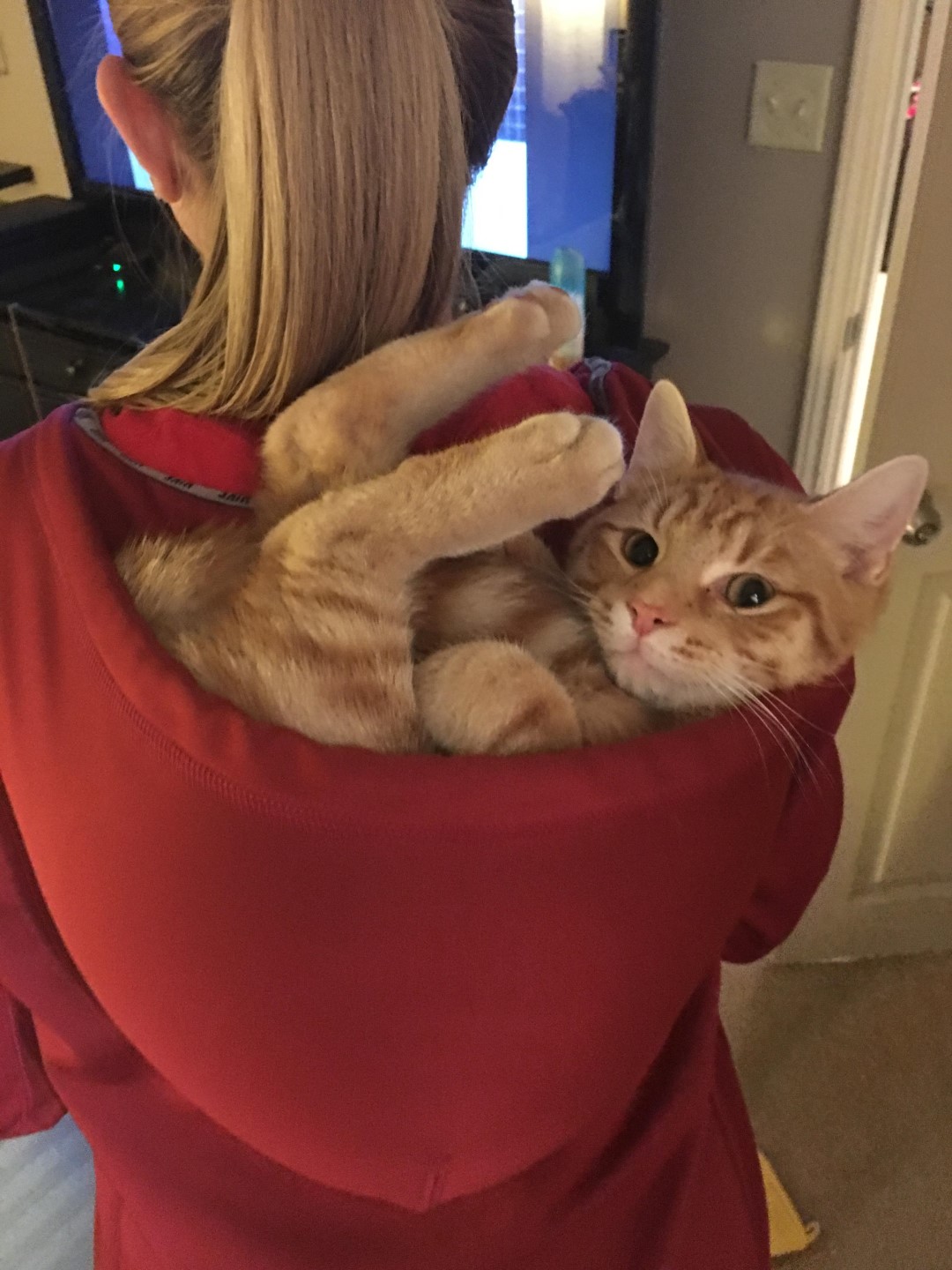 hoodie-cat-rider (Large)