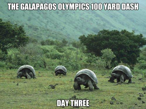 the-galapagos-olympics-100-yard-dash-day-three
