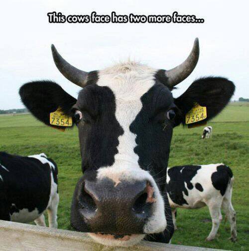 this-cow-has-three-faces